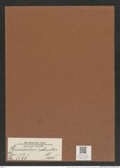 Hemiaulus ? robustus Grev. (de-Toni-Nr.: Genus 117, Species 3358) Zeichnungen Sammlung Grunow Mappe 03567 (Herbarium_W_Grunow_drawings_Folder_03567)